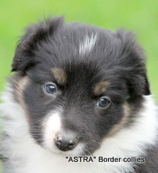 Tricolor female, Medium to Rough coated, Border collie puppy